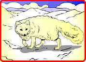 Arctic Fox